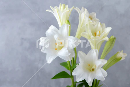 お花屋さん記事サンプル